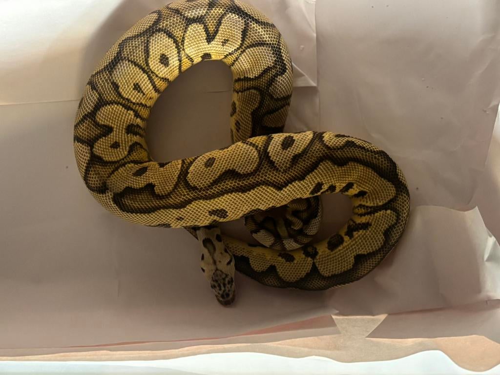 Clown pythons te koop, Animaux & Accessoires, Serpent, Domestique, 3 à 6 ans