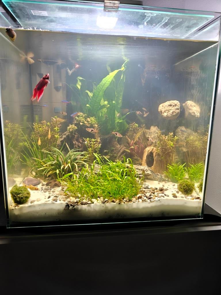 Qubic 60 pro aquarium met vissenbestand + materiaal, Dieren en Toebehoren, Ophalen, Zo goed als nieuw, Gevuld zoetwateraquarium
