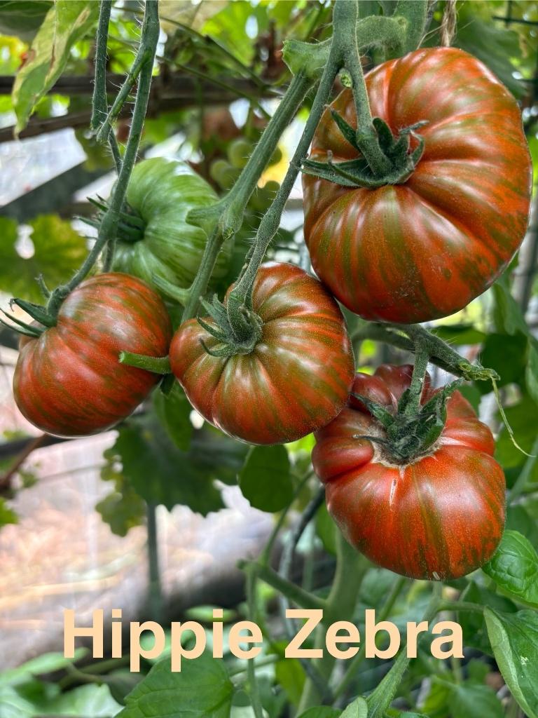 2) Large gamme de graines de tomates inhabituelles., Jardin & Terrasse, Bulbes & Semences, Envoi, Printemps, Plein soleil, Graine