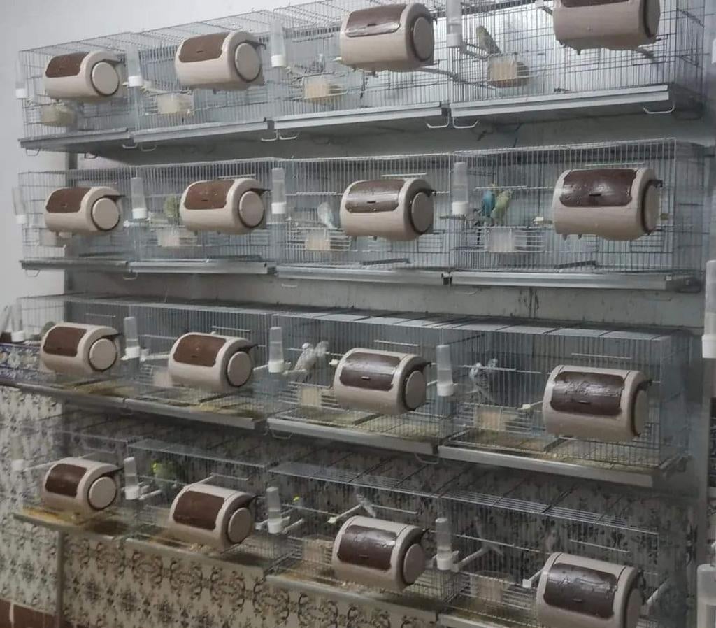 Tauron Nest - Avenue Moldes, Enlèvement