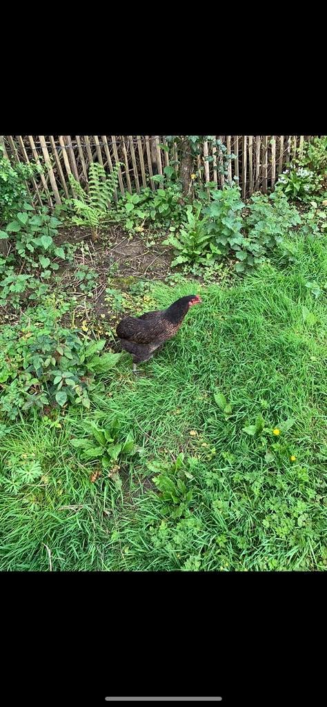 Oeufs fécondés d’Araucana croisé Brahma Isabelle, Plusieurs animaux, Poule ou poulet