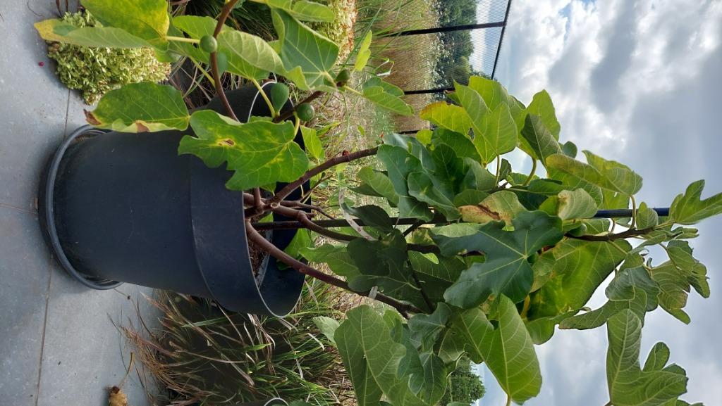 TERRASPLANTEN VIJGENBOOM, Overige soorten, 100 tot 250 cm, Zomer, Ophalen