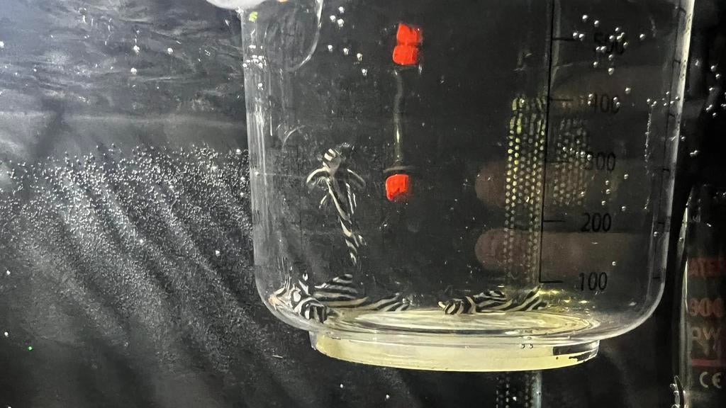 L046, Dieren en Toebehoren, Vissen | Aquariumvissen, Vis, Zoetwatervis