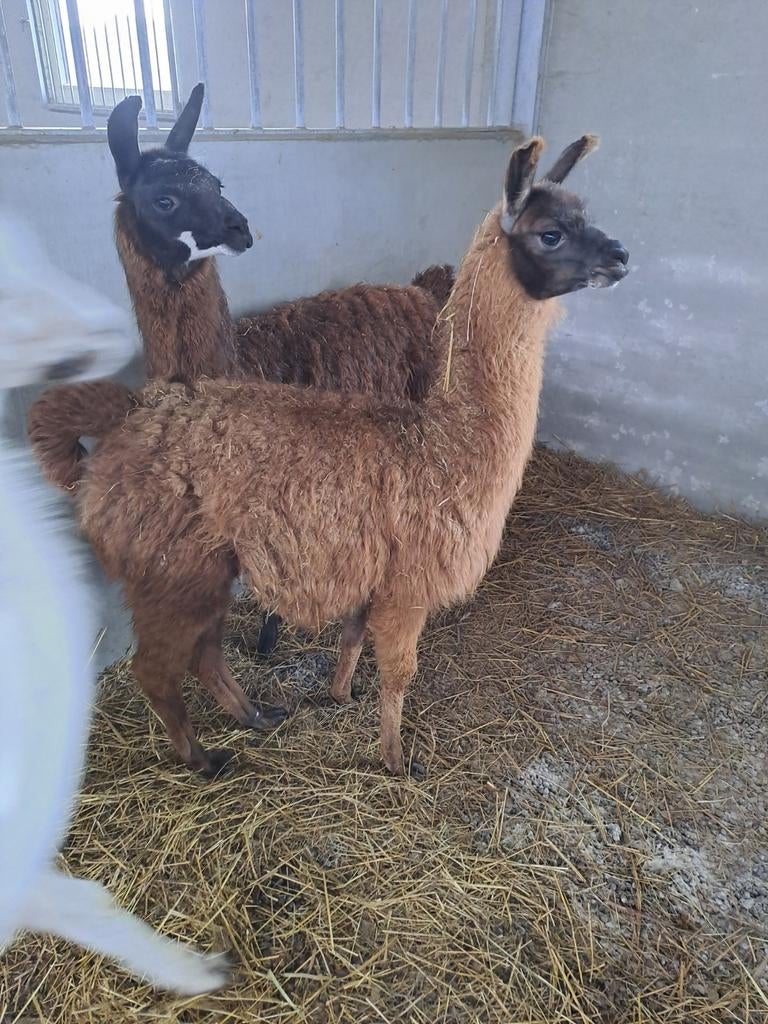 Lama, Juni, Mannelijk