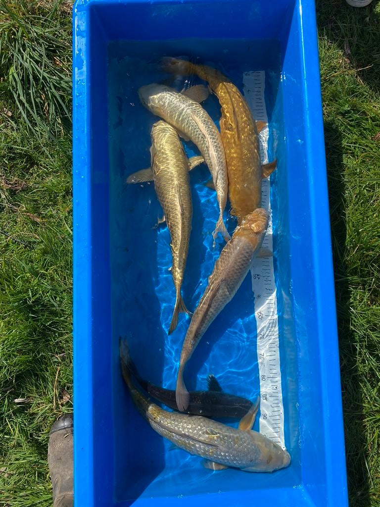 Japanse koi, Dieren en Toebehoren, Vissen | Vijvervissen