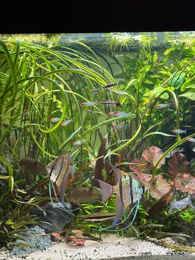 Honingvlek maanvis, Dieren en Toebehoren, Vis, Zoetwatervis, Schoolvis