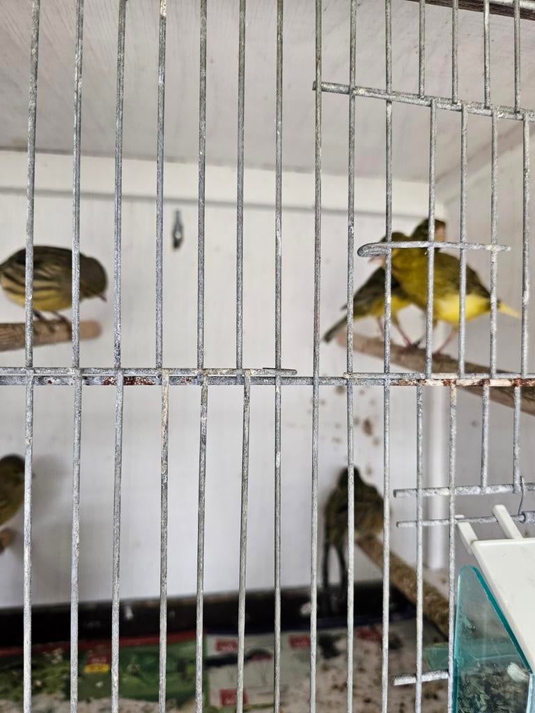 Canaris, Animaux & Accessoires