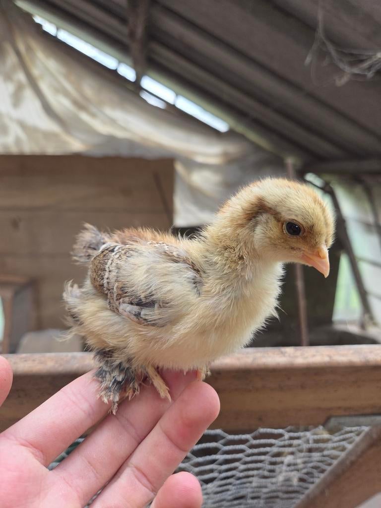 Kuikentjes Pasen, Dieren en Toebehoren, Pluimvee, Vrouwelijk, Kip