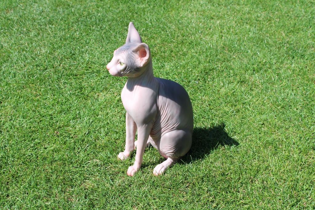 statue d un chat SPHYNX taille naturel ., Jardin & Terrasse, Enlèvement ou Envoi, Neuf, Synthétique, Animal