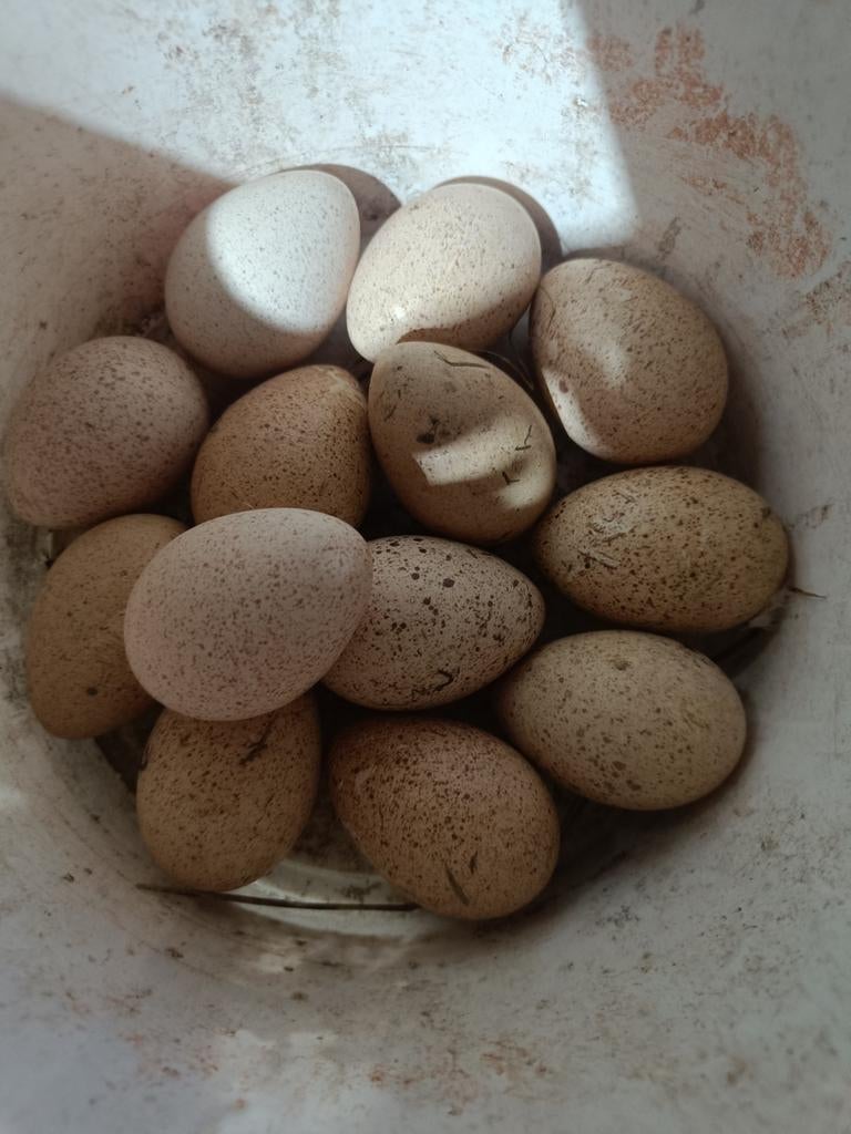 Kalkoen broedeieren, Kalkoen