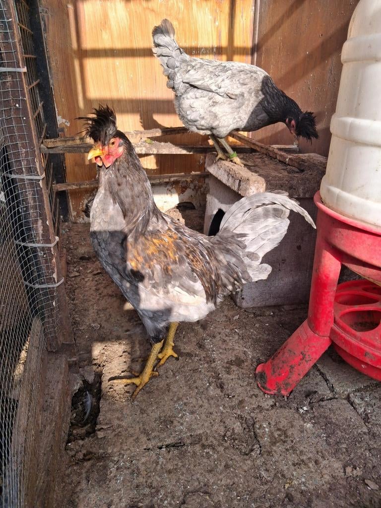 Kosovolangkraaier, Dieren en Toebehoren, Pluimvee