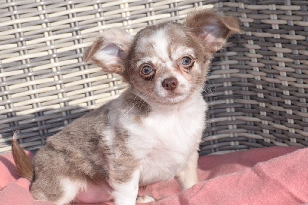 Chiots Chihuahua : choisissez votre couleur, 15 semaines à 1 an, Hépatite contagieuse (maladie de Rubarth), Éleveur | Professionnel