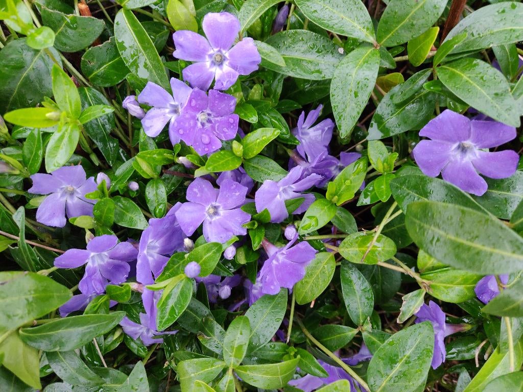 Vinca minor, Tuin en Terras, Ophalen, Bodembedekkers