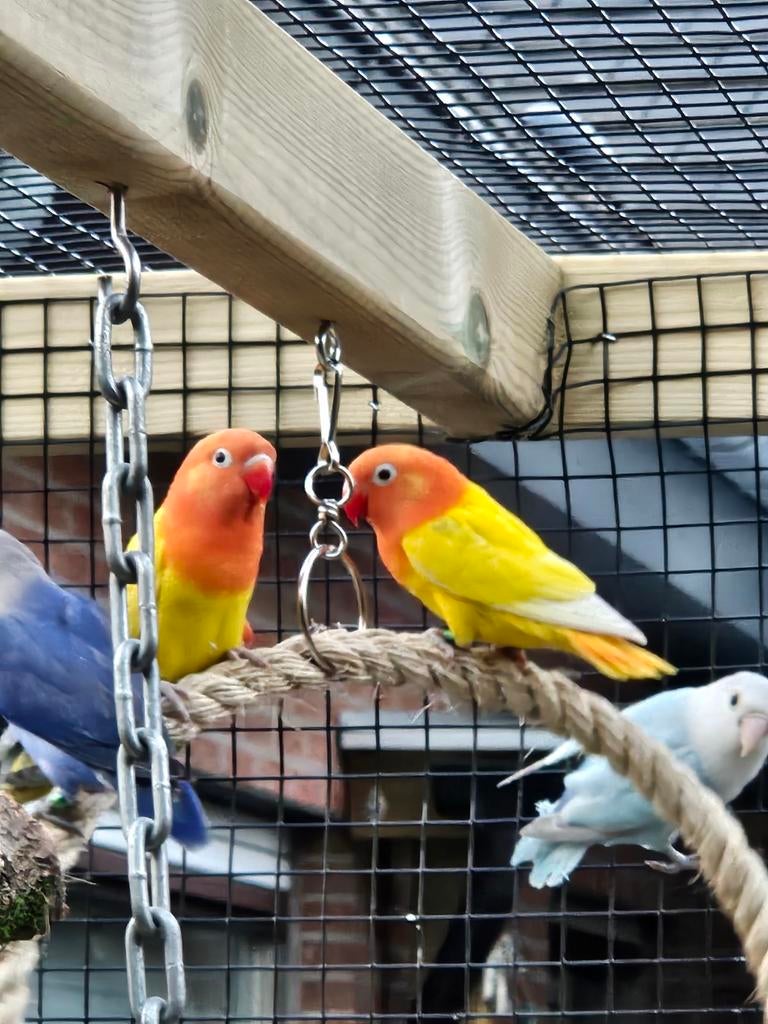 Agapornis fischerie, Geslacht onbekend