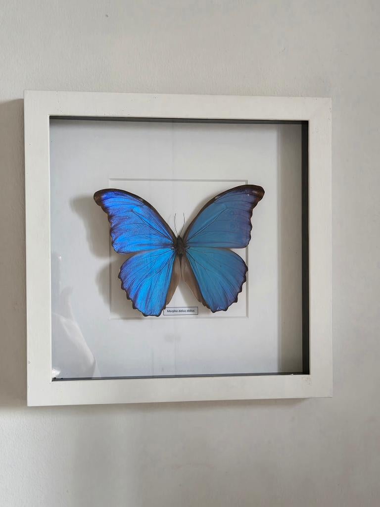 Grote Blue Morpho vlinder Morpho Didius Didius, Ophalen of Verzenden, Zo goed als nieuw, Insect, Opgezet dier