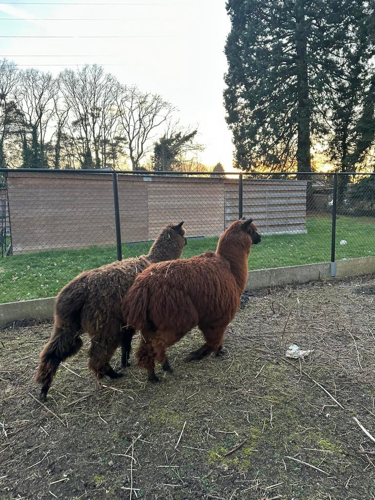 Alpaca, Dieren en Toebehoren