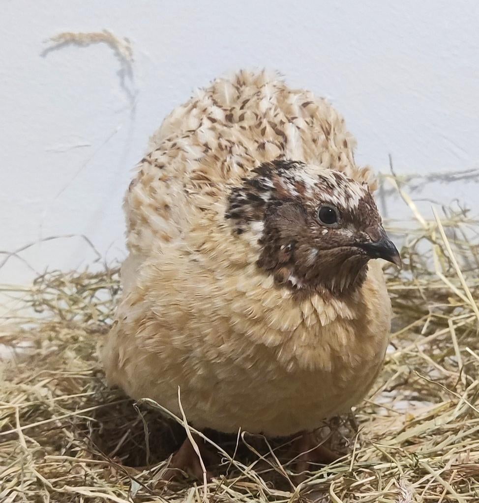 Coq de caille, Animaux & Accessoires