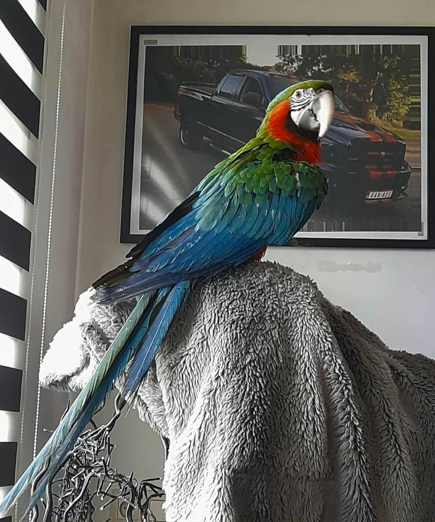 Harlekijn ara, Dieren en Toebehoren, Vogels | Parkieten en Papegaaien