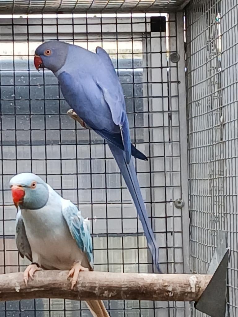 Violet opaline split bleekstaart pop 2024, Geringd