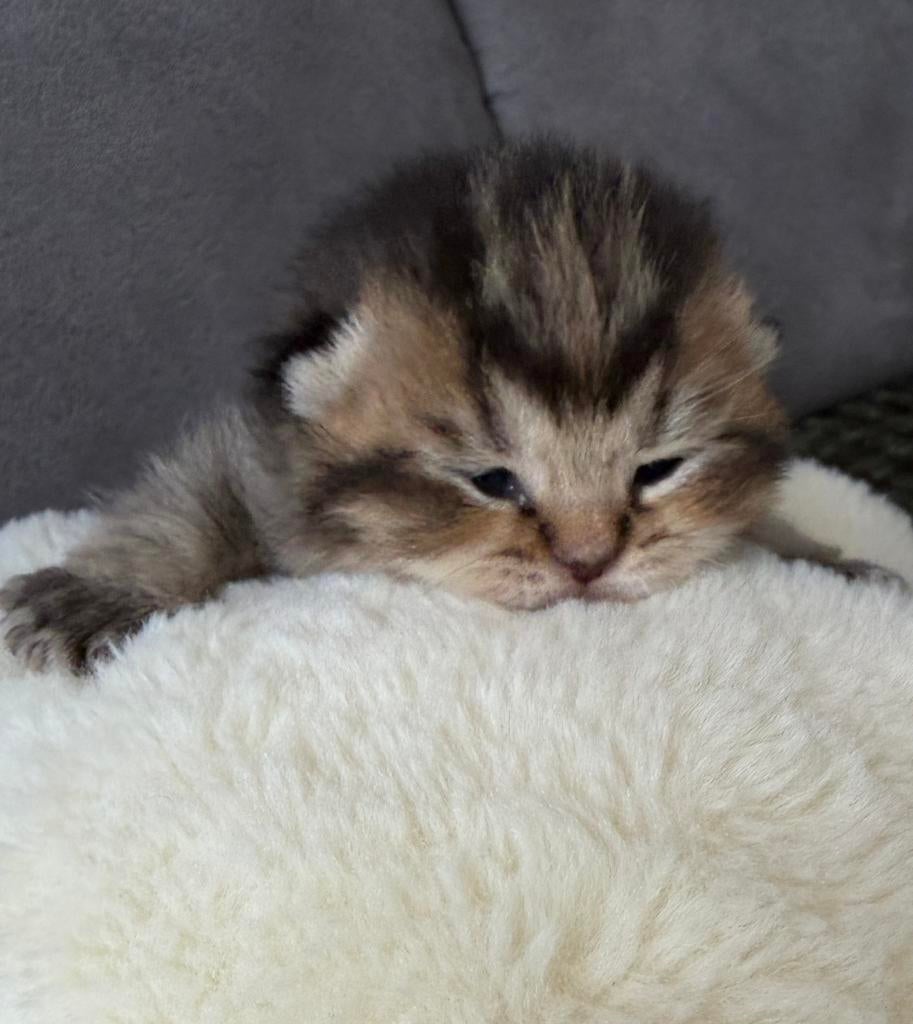 Brits korthaar kittens, Meerdere dieren, Gechipt, 0 tot 2 jaar