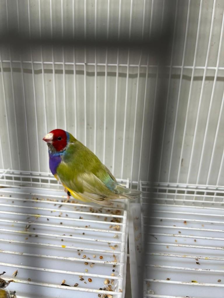 Gouldamadine man EF pastel split lutino, Dieren en Toebehoren, Vogels | Overige Vogels, Tropenvogel, Geringd