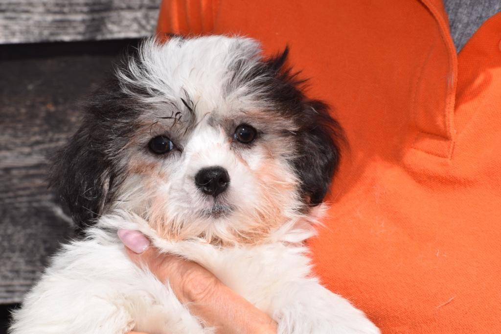 Havanezer pups, Dieren en Toebehoren, 15 weken tot 1 jaar, Overige rassen, Buitenland, Parvo