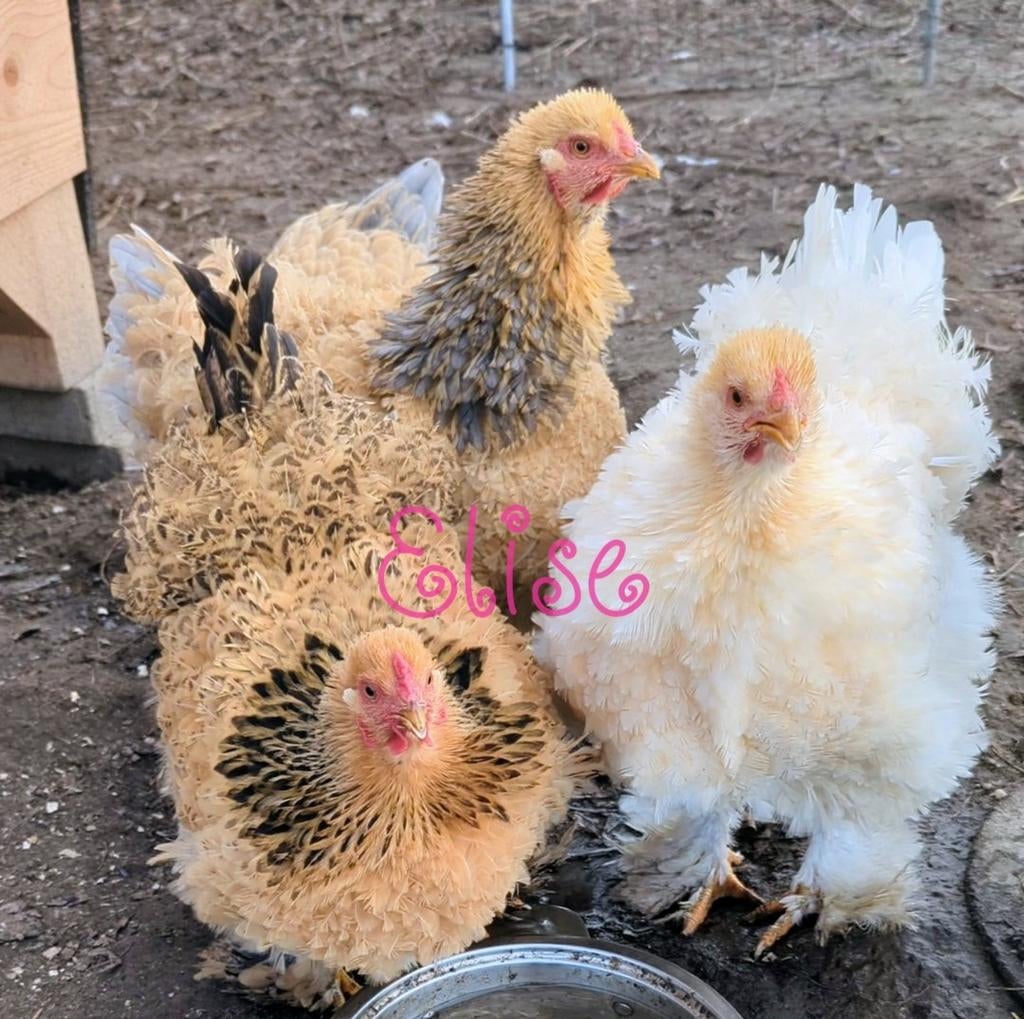 Broedeieren brahma krulveer kippen krul groothoenders, Animaux & Accessoires, Volatiles, Poule ou poulet