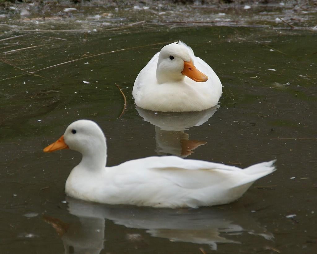 koppels eendjes aan de leg, Dieren en Toebehoren, Pluimvee