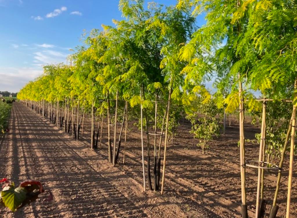 Gleditsia sunburst | meerstammige bomen in maten, Tuin en Terras, Planten | Bomen, Ophalen of Verzenden