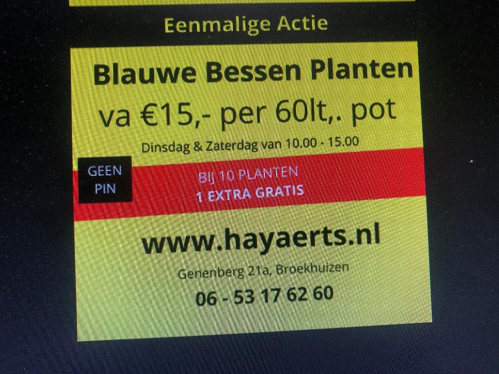 BLAUWE BESSEN PLANTEN IN POT, Jardin & Terrasse, Enlèvement, Autres espèces, Arbuste, 100 à 250 cm