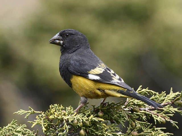 witvleugel appelvink/kernbijter man, Dieren en Toebehoren, Vogels | Overige Vogels, Mannelijk, Tropenvogel