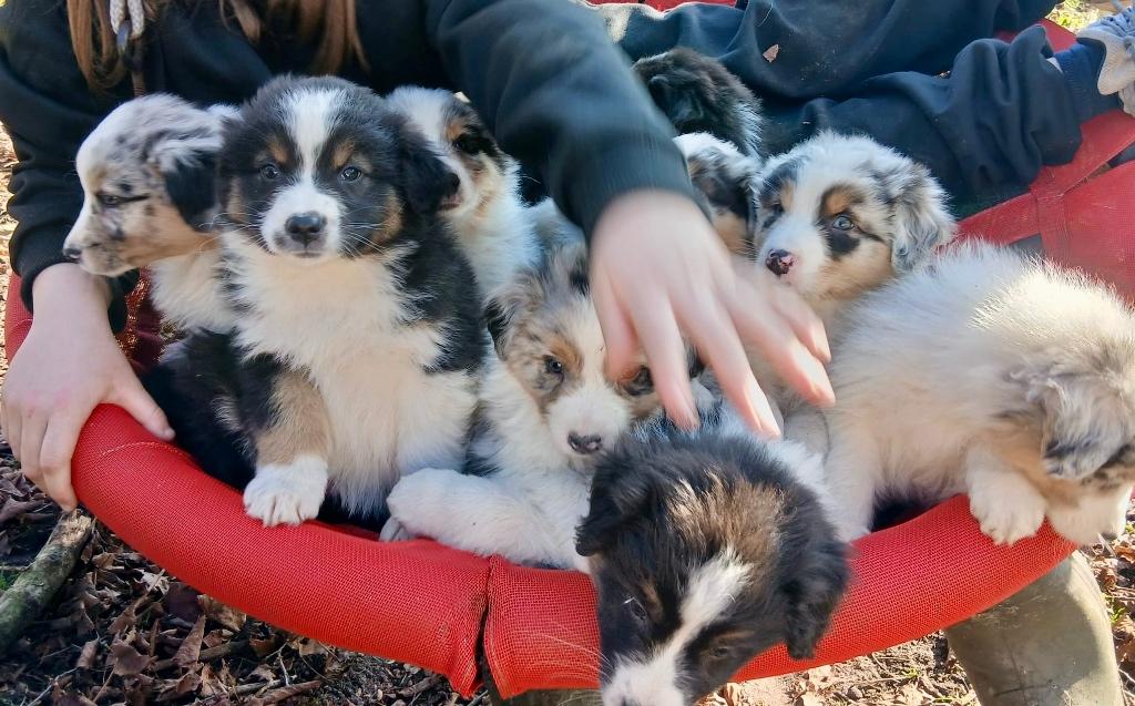 Australische herder, Animaux & Accessoires, Chiens | Bergers & Bouviers, Plusieurs animaux, Berger, Éleveur | Loisir, Plusieurs