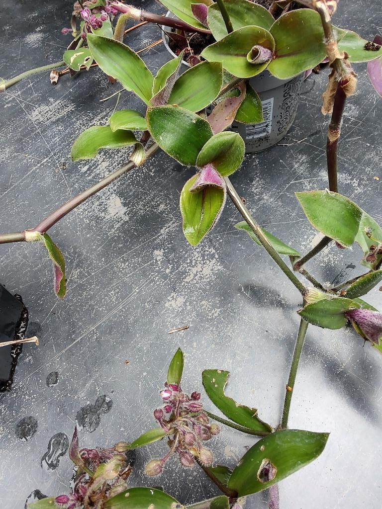 Jonge plantjes tradescantia, Enlèvement, Autres espèces, En pot