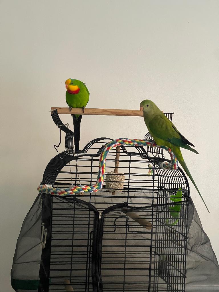 Barraband parkieten ze vormen een stel., Animaux & Accessoires, Oiseaux | Perruches & Perroquets, Perruche, Plusieurs animaux