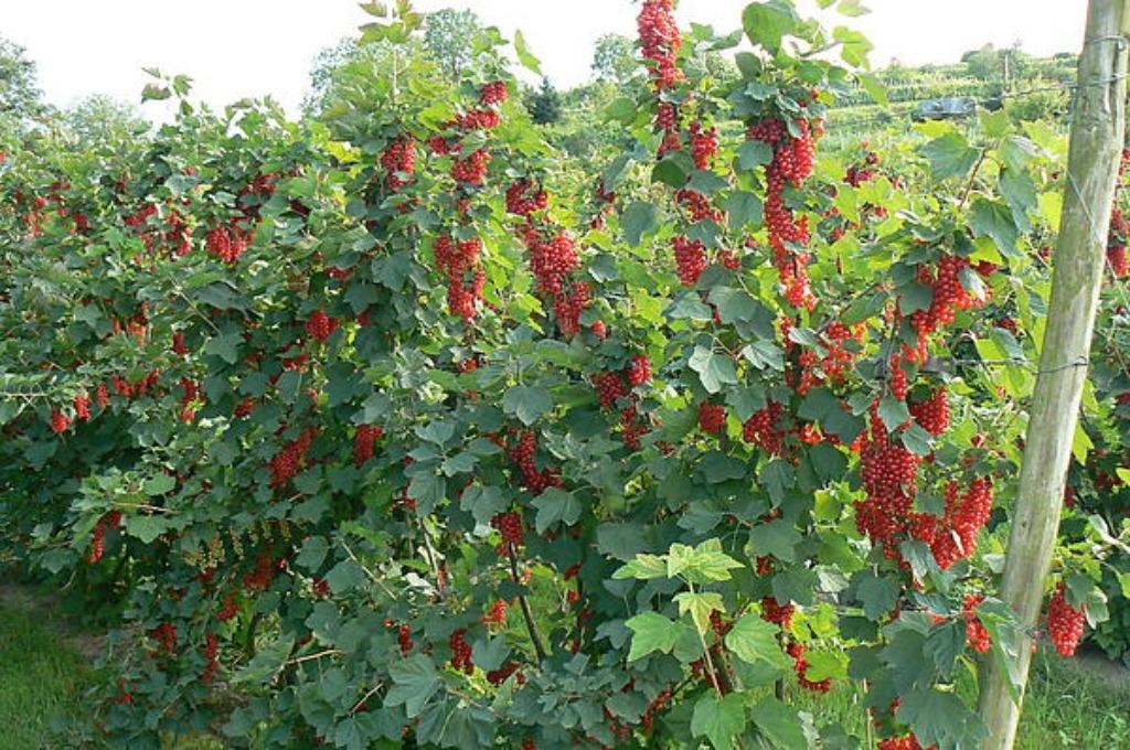MOOIE RODE TROSBES-STRUIKEN, ACTIE ! 5 STUKS VOOR 15€, Volle zon, Vaste plant, Ophalen of Verzenden, Fruitplanten