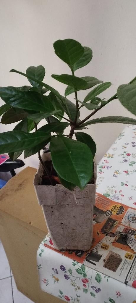 Laurier cerise, Enlèvement, Laurier, Arbuste