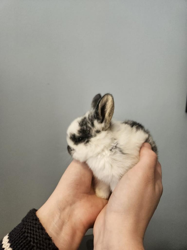 Prachtige NHD (Nederlandse Hangoor Dwerg) babykonijntjes, Dieren en Toebehoren, Hangoor