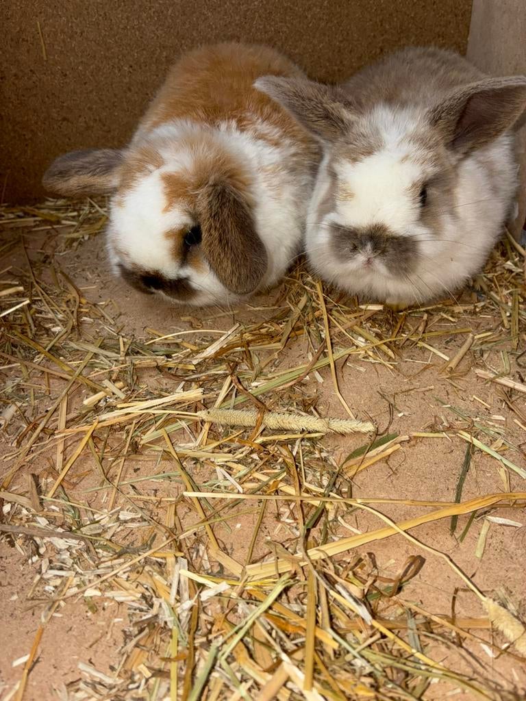 Raszuivere nederlandse hangoordwerg konijntjes, Dieren en Toebehoren, Meerdere dieren, Dwerg, Hangoor, 0 tot 2 jaar