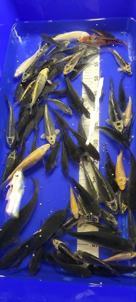 babykoi voor de vijver van 10 tot 15 cm, Ophalen