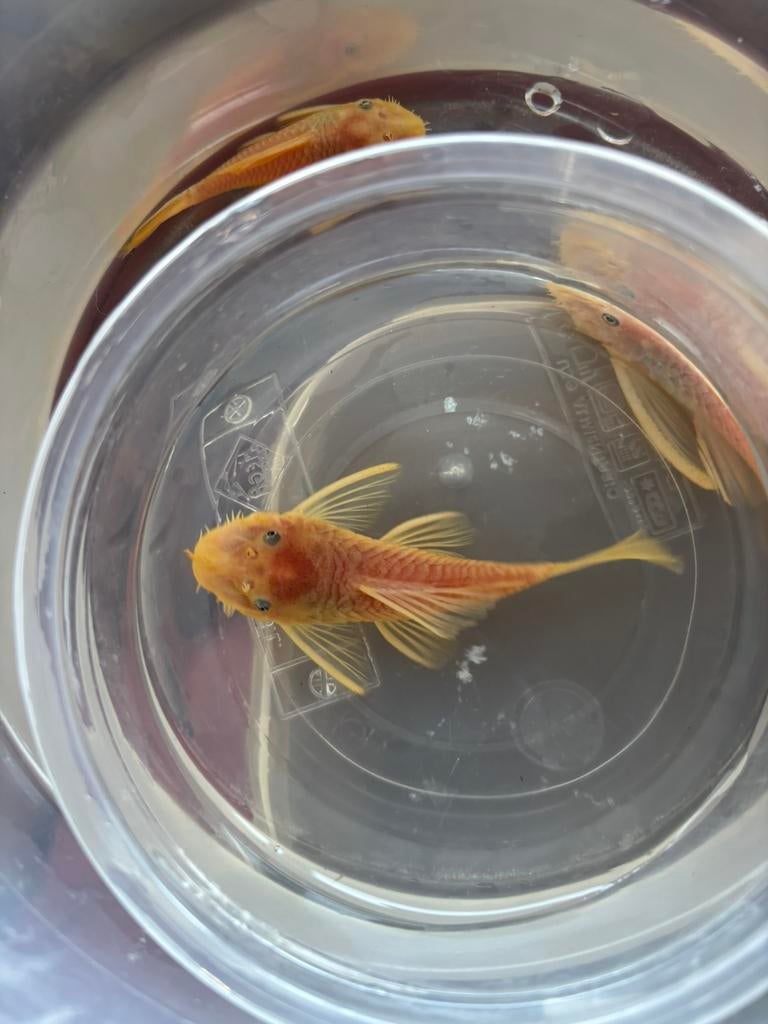 L144 ancistris man, Dieren en Toebehoren, Vis, Zoetwatervis, Schoolvis