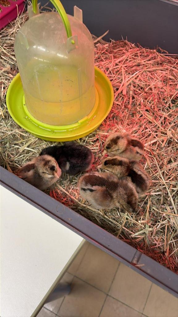 Poussins, Animaux & Accessoires, Sexe inconnu, Poule ou poulet