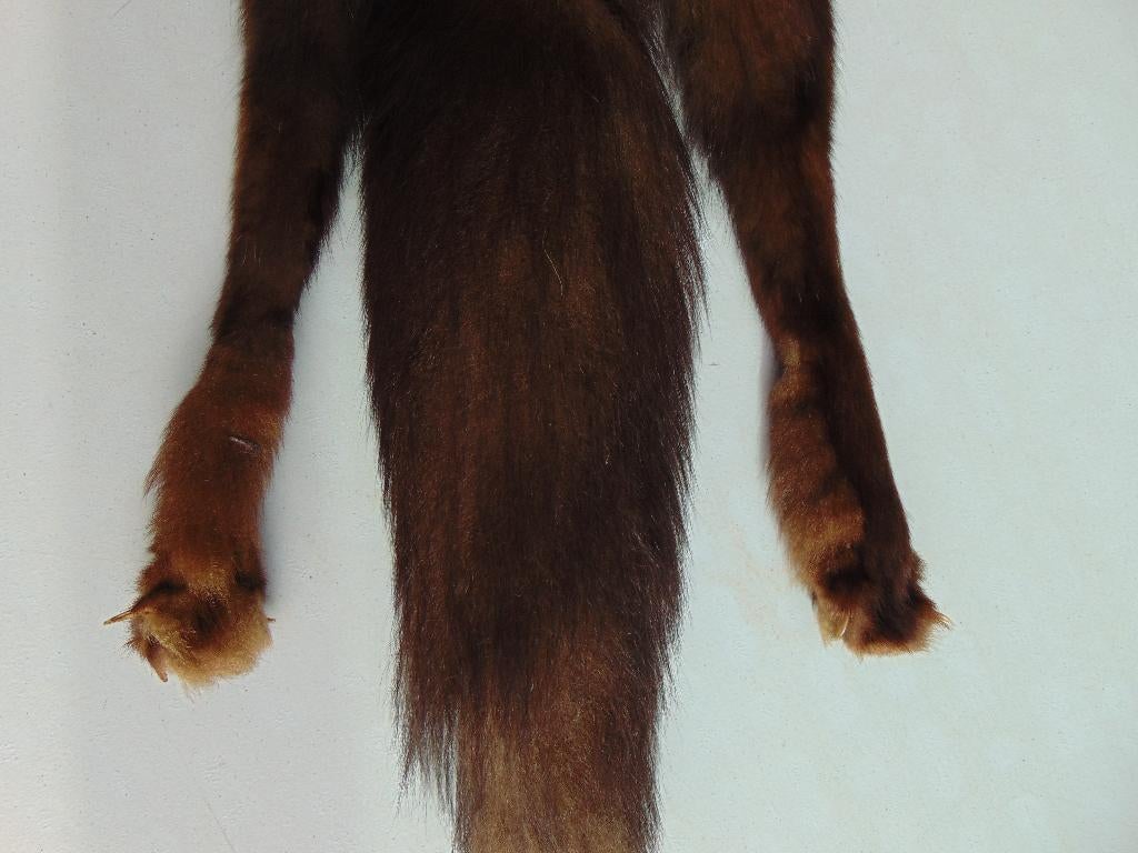 Vintage Collectible Sjaal vos Hoofd Staart Echte Originele, Ophalen of Verzenden, Dames