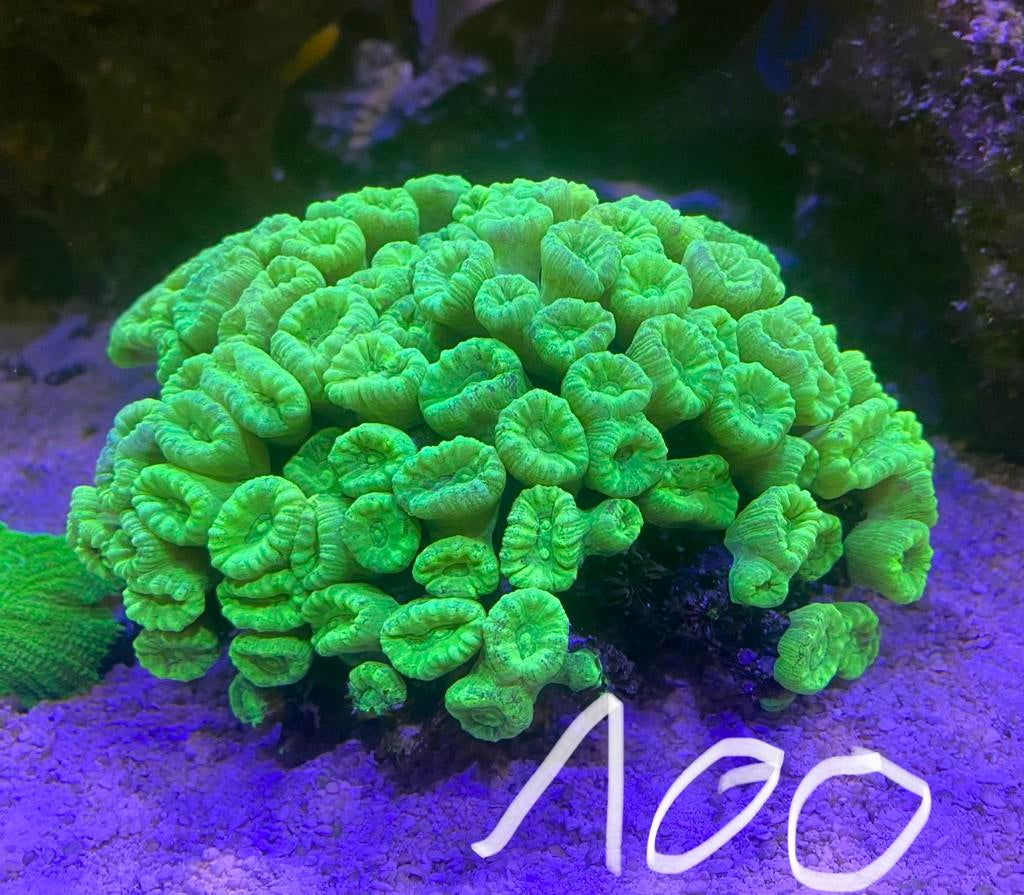 Caulastrea, Animaux & Accessoires, Enlèvement