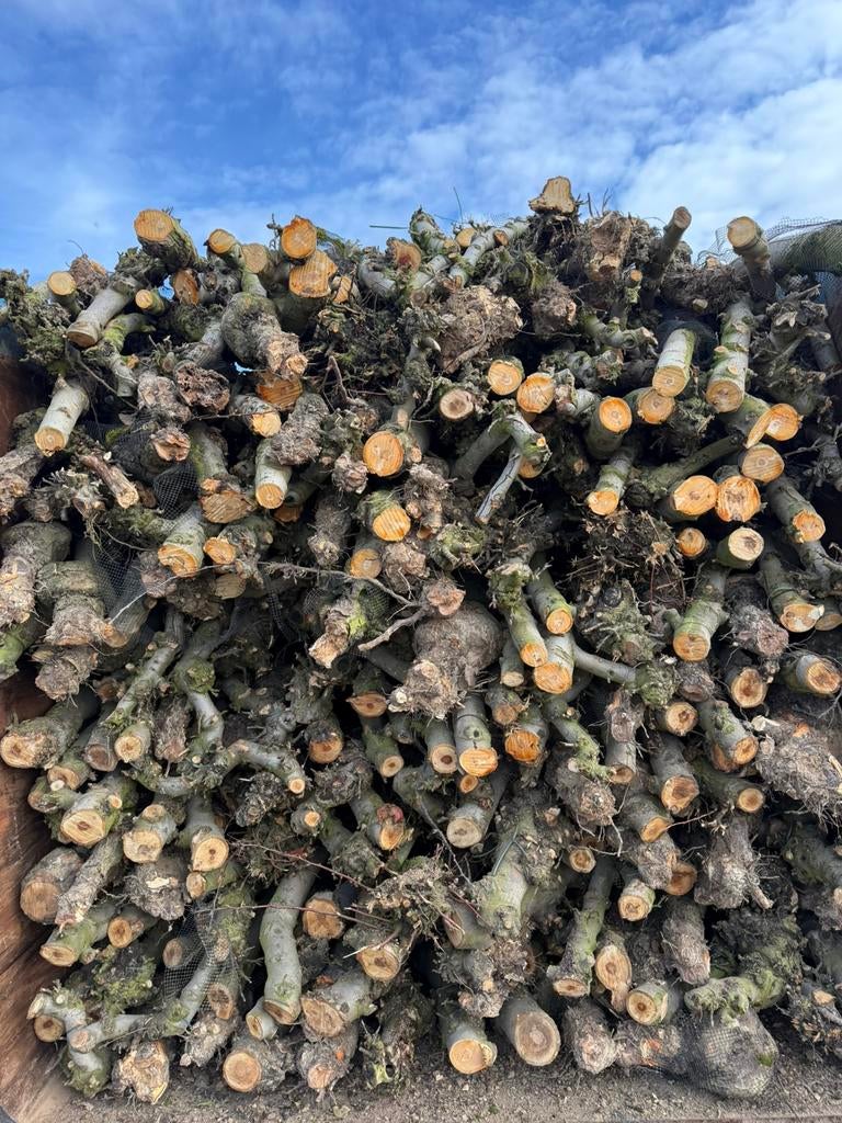 Vers appel brandhout, Tuin en Terras, Brandhout, 6 m³ of meer, Ophalen of Verzenden, Overige houtsoorten, Stammen