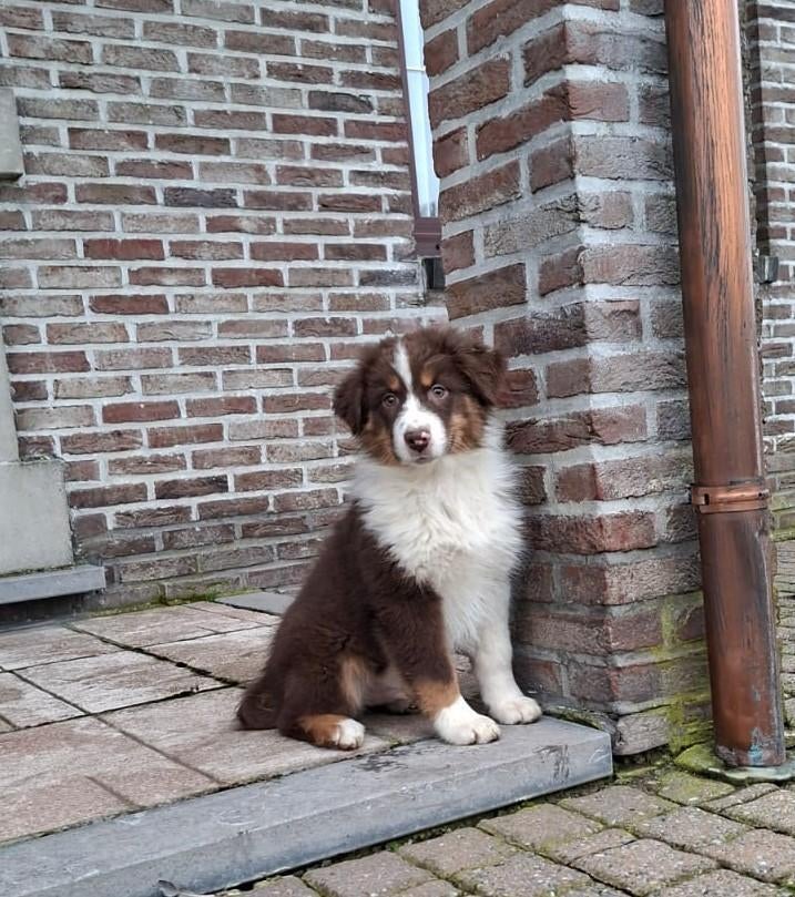 chiots bergers australiens, Plusieurs, Hépatite contagieuse (maladie de Rubarth), Belgique, Berger