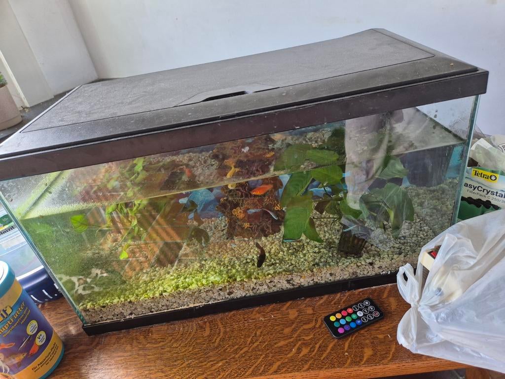 Aquarium met vissen, Dieren en Toebehoren, Ophalen, Filter