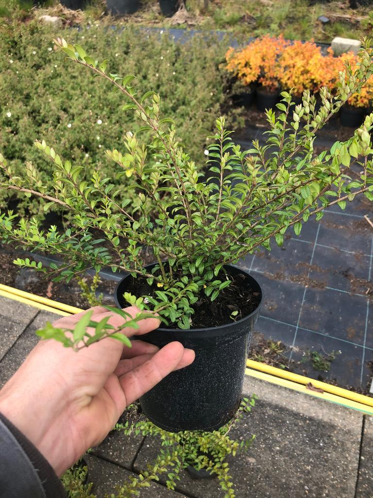 Tuinplanten, bomen, fruitbomen, Ophalen