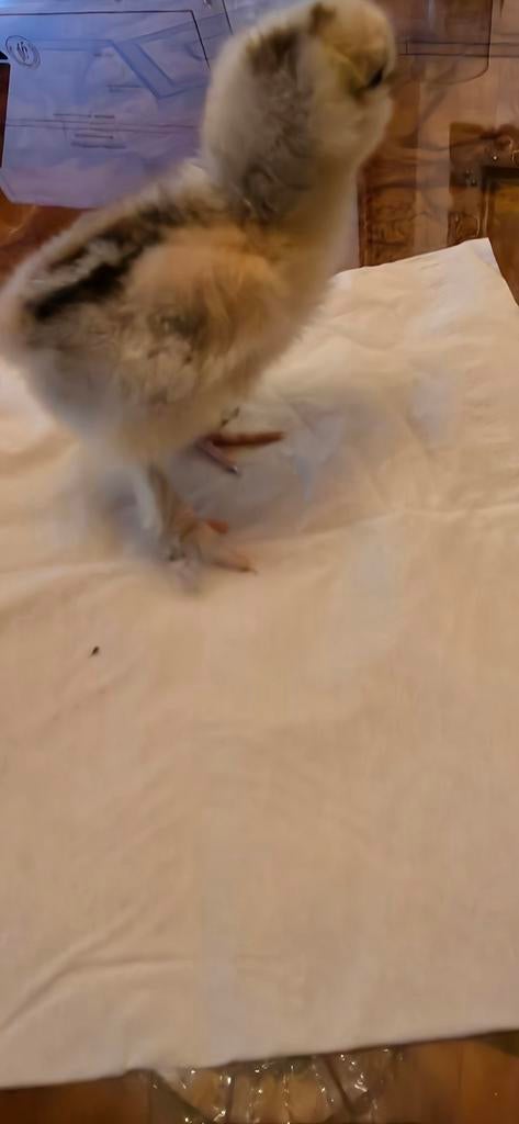 Oiseau à soie apprivoisé à la main, Animaux & Accessoires, Volatiles