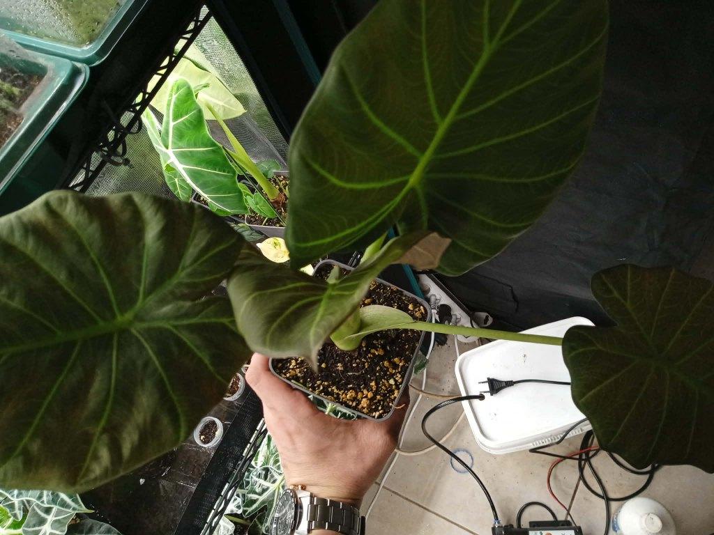 Bouclier Alocasia Regal, Autres espèces, En pot, Moins de 100 cm, Enlèvement