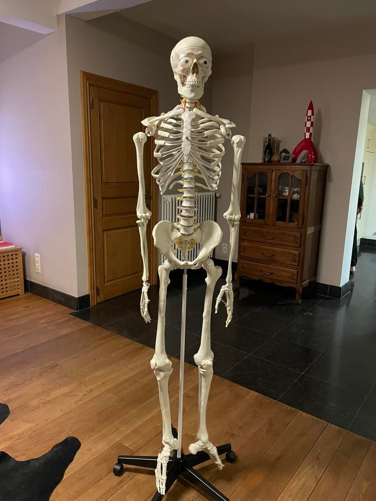 Anatomisch skelet, Diversen, Ophalen, Nieuw